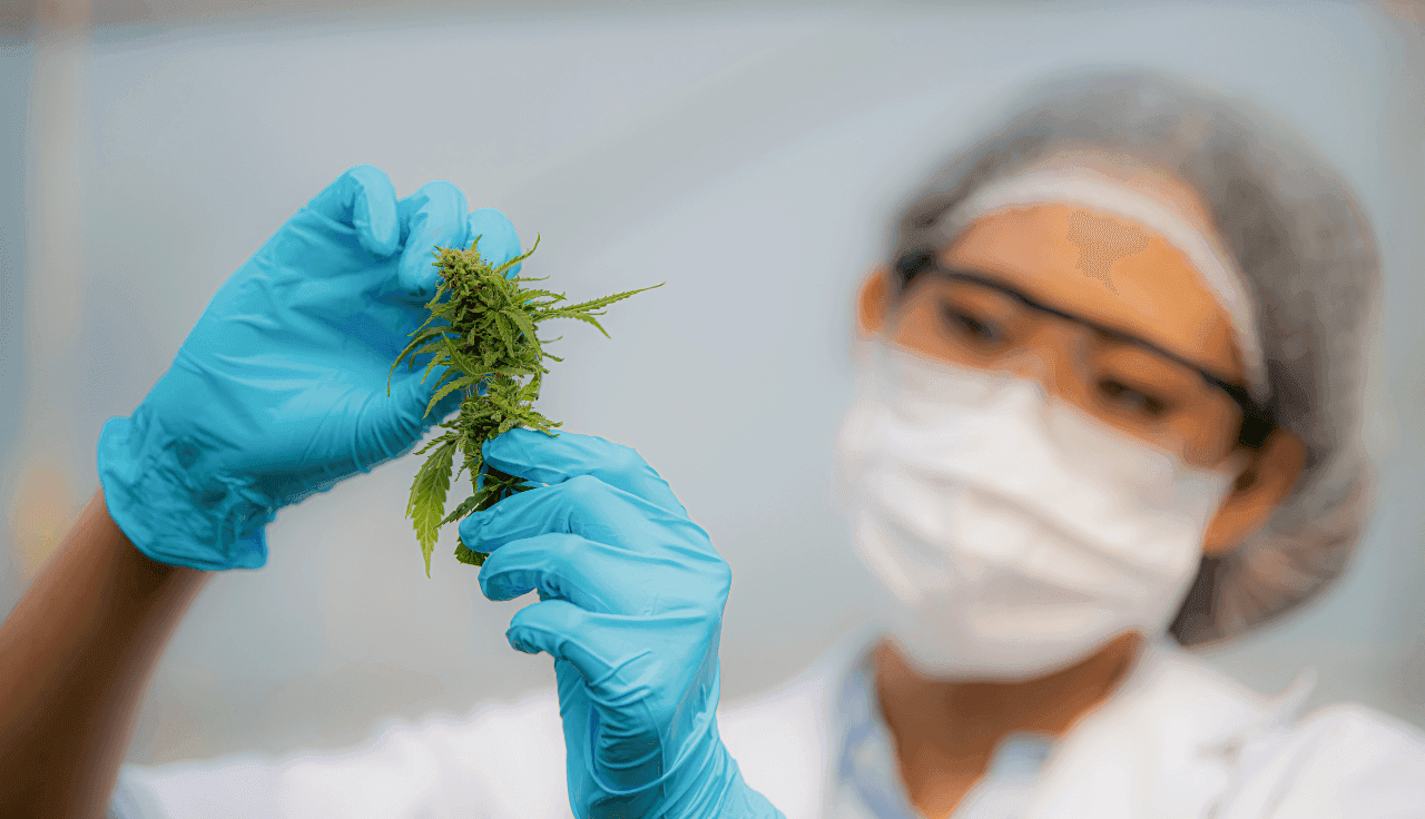 Frau im Labor prüft Cannabis Pflanze mit blauen Handschuhen